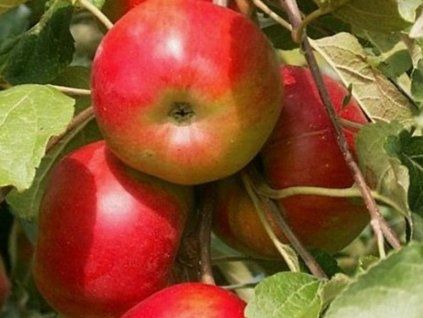 Jabloň sloupovitá 'Ostankino' - kontejner  Malus domestica 'Ostankino'