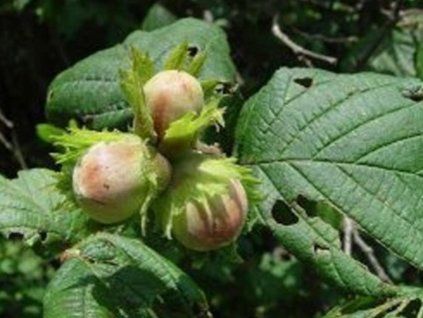 Líska 'Pallage' - kontejner  Corylus avellana ´Pallage'