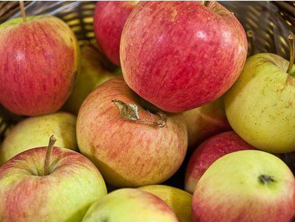 Jabloň 'Pinova'- kontejner  Malus domestica 'Pinova'