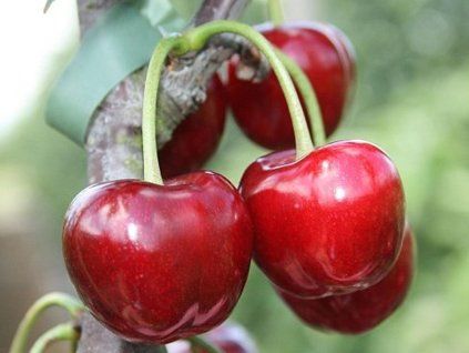 Třešeň 'Regina' - kontejner  Prunus avium ´Regina´