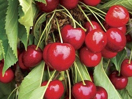 Třešeň 'Stella' - kontejner  Prunus avium 'Stella'