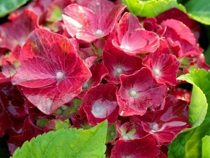 Hortenzie velkolistá 'HI Tornado'  Hydrangea macrophylla 'HI Tornado'