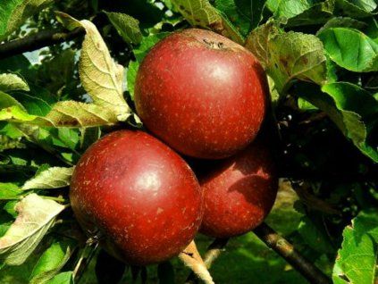 Jabloň 'Hvězdnatá Reneta'  Malus domestica 'Hvězdnatá Reneta'