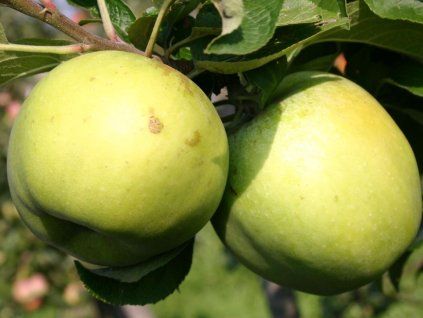Jabloň 'Citronové zimní'  Malus domestica 'Citronové zimní'
