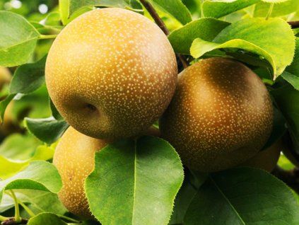 Asijská hrušeň 'Shinko' - kontejner  Pyrus pyrifolia 'Shinko'