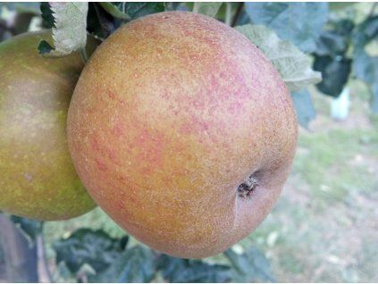 Jabloň 'Bláhův koženáč'  Malus domestica 'Bláhův koženáč'
