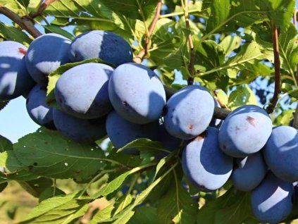Švestka 'Azura®'  Prunus domestica 'Azura®'