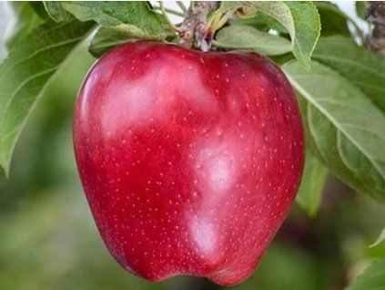 Jabloň 'Red Spur Delicious'  Malus domestica 'Red Spur Delicious'