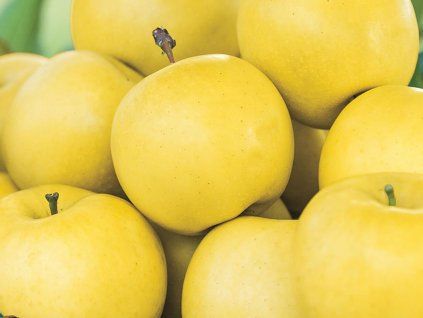 Jabloň 'Golden Yellow Spur'  Malus domestica 'Golden Yellow Spur'