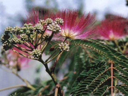 albizia julibrissin umbrella3