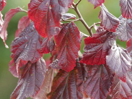 burgund