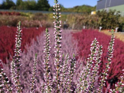 Calluna vulgaris Maggy (4)