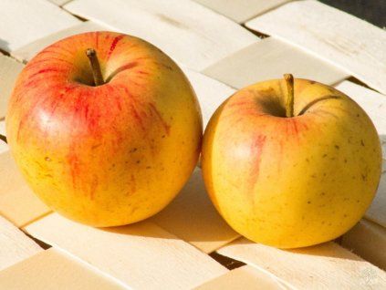 Jabloň 'Švýcarské oranžové' - kontejner  Malus domestica 'Švýcarské oranžové'