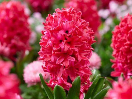 red glory