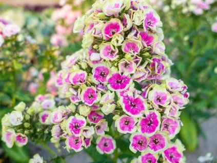 116896 1 116896 1 116896 1 plamenka latnata orchid yellow phlox paniculata orchid yellow