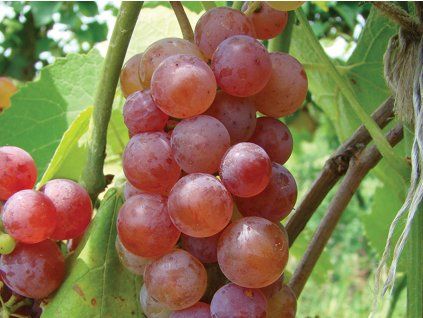 Réva vinná 'Somerset Seedless'  Vitis vinifera 'Somerset Seedless'