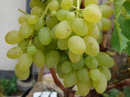 Réva vinná 'Remaily Seedless'  Vitis vinifera 'Remaily Seedless'