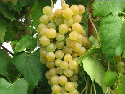 Réva vinná 'Marquis'  Vitis vinifera 'Marquis'