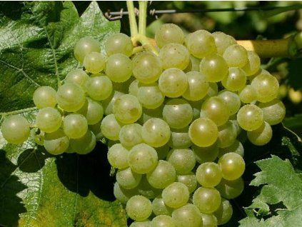 Réva vinná 'Felicia'  Vitis vinifera 'Felicia'