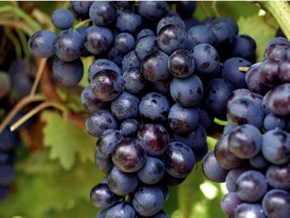 Réva vinná 'Buffalo'  Vitis vinifera 'Buffalo'