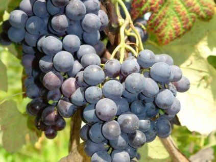Réva vinná 'Alden'  Vitis vinifera 'Alden'