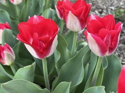 Tulipán 'Kissable'  Tulipa 'Kissable'