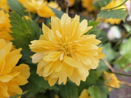 Zákula japonská 'Pleniflora'  Kerria japonica 'Pleniflora'