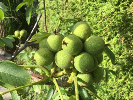 Ořešák 'Mini Multiflora Nr.14'  Juglans regia 'Mini Multiflora Nr.14'