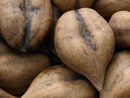 Ořešák japonský 'Shubert'  Juglans ailantifolia 'Shubert'