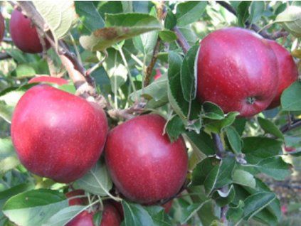 Jabloň 'Braeburn Mariri Red'  Malus domestica 'Braeburn Mariri Red'