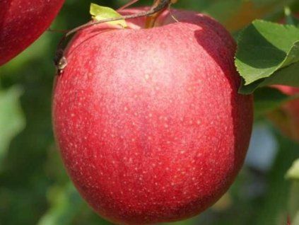 Jabloň 'Gala Decarli Fendeca'  Malus domestica 'Gala Decarli Fendeca'