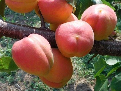 Meruňka 'Farbuz'  Prunus armeniaca 'Farbuz'