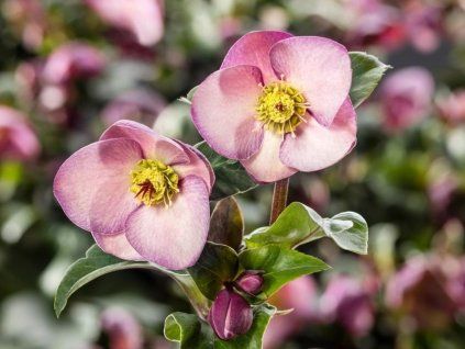 early rose