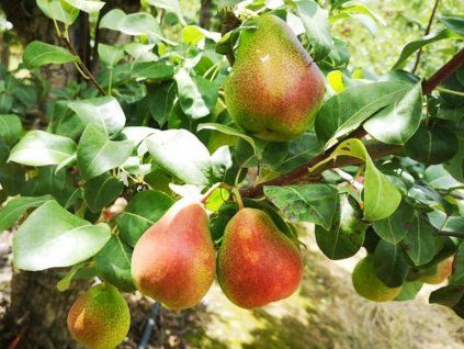 Hrušeň 'Forelle'  Pyrus communis 'Forelle'