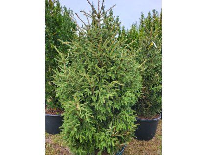 Picea orientalis Gracilis Compacta