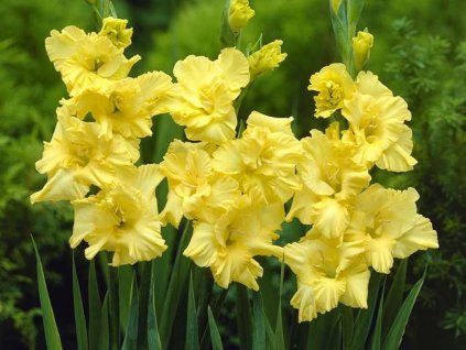 Mečík 'Charisma'  Gladiolus 'Charisma'