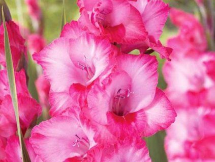 Mečík 'Hugo'  Gladiolus 'Hugo'