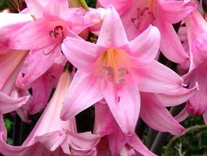 Amarylis 'Belladonna' Pink  Hippeastrum 'Belladonna' Pink
