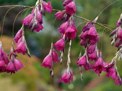 Dierama pendulum  Dierama pendulum