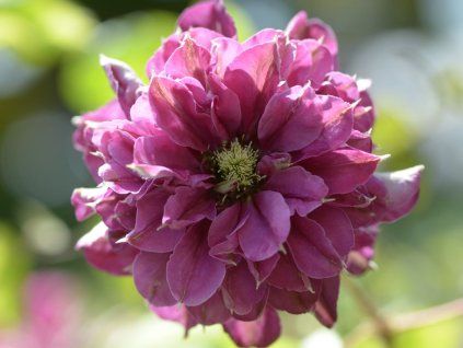 Plamének 'Hot Love'  Clematis 'Hot Love'