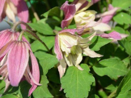 Plamének 'Janny'  Clematis 'Janny'