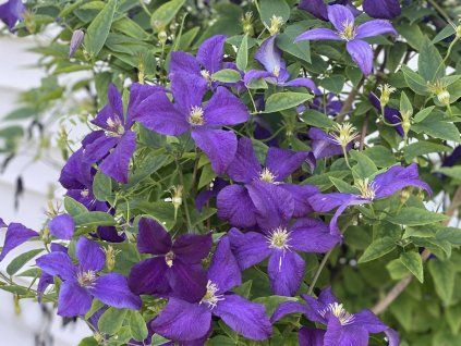 Plamének 'Jackmanii'  Clematis 'Jackmanii'