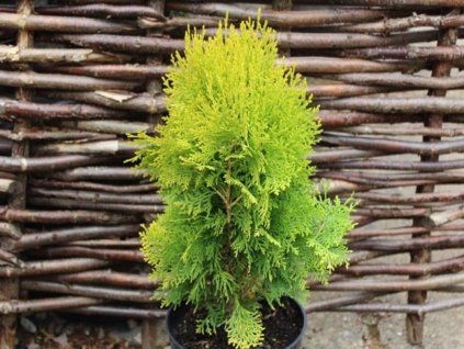 Zerav východní 'Aurea Nana Variegata'  Platycladus orientalis 'Aurea Nana Variegata'