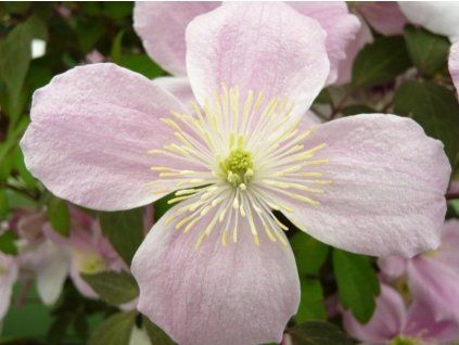 Plamének 'Mayleen'  Clematis 'Mayleen'