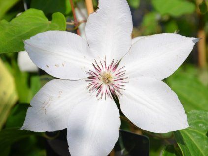 Plamének 'Matka Siedliska'  Clematis 'Matka Siedliska'