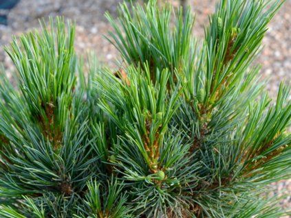 Borovice rumelská 'Balkan Kugel'  Pinus peuce 'Balkan Kugel'