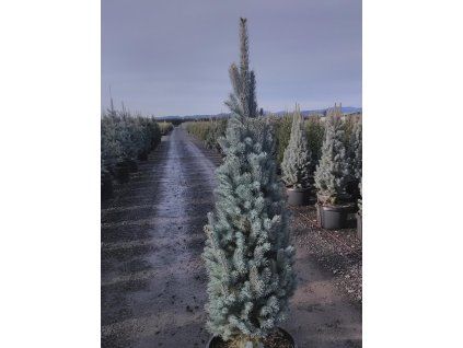 blue totem 2