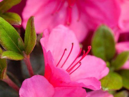 Japonská azalka 'Conny'  Rhododendron obtusum 'Conny'