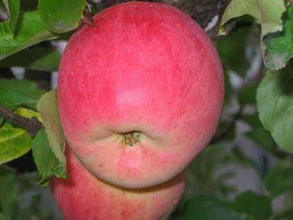 Jabloň 'Melodie'  Malus domestica 'Melodie'