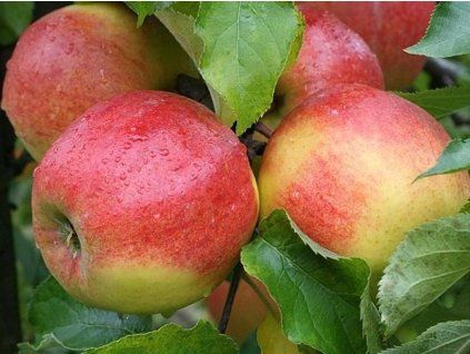 Jabloň 'Jonagold'  Malus domestica 'Jonagold'